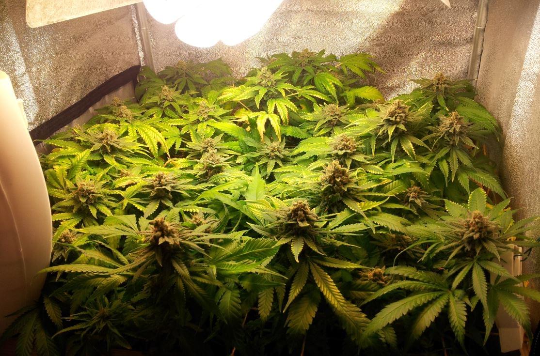 4 Ways To Make Use Of Male Cannabis Plants Leafly